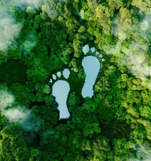 metsä, jossa lammet muodostavat kaksi jalan jälkeä.