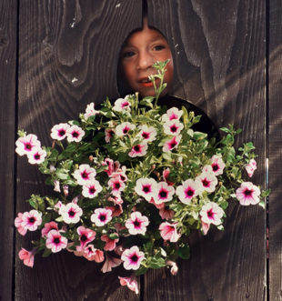 Lauta-aidassa olevasta reiästä kurkistaa pieni poika. Reiän alapuolella kukkakori kuin puhekupla, täynnä vaaleanpunaisia petunioita. Kuvituskuva.